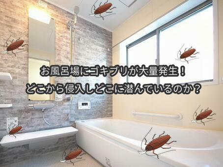 お風呂場にゴキブリが大量発生！どこから侵入しどこに潜んでいるのか？